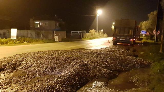 Kapağı açılan tır kasasındaki 15 ton hamsi yola döküldü Kapağı açılan tır kasasındaki 15 ton hamsi yola döküldü