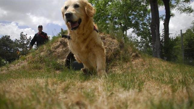 Tahranda köpek gezdirmek artık yasak 56